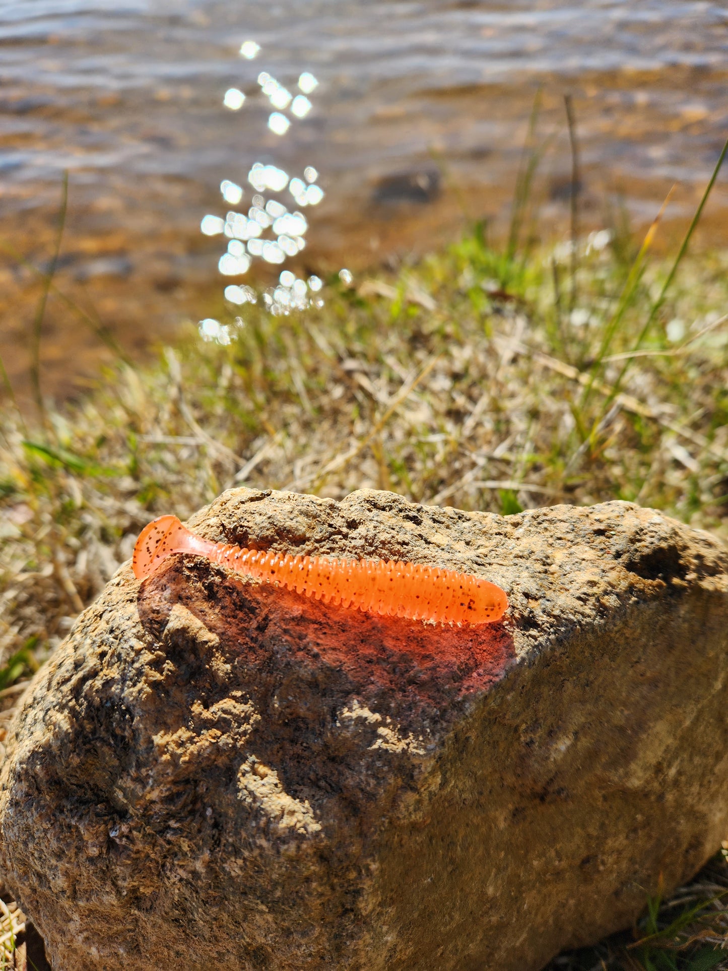 Orange paddle tail